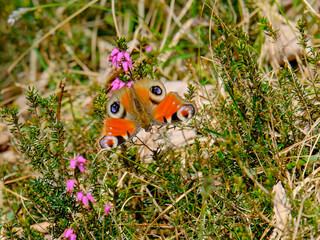 Close-up of a pretty butterfly looking for food, taken in Germany on a sunny day.