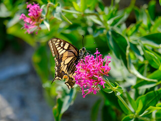 Close-up of a pretty butterfly looking for food, taken in Germany on a sunny day.