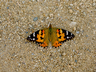 Fototapeta na wymiar Close-up of a pretty butterfly looking for food, taken in Germany on a sunny day.