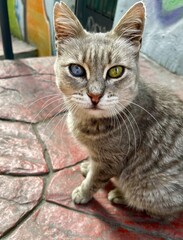 odd eyed cat in Istanbul turkey