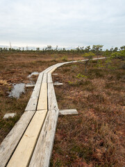 Enchanted Bog Path: Discover the Charms Along the Wooden Crossing