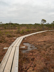 Fototapeta na wymiar Swaying Planks: Navigating the Swamp's Expanse on the Timber Walkway