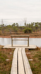 Serenity's Vista: A Woodland Bench Overlooking the Autumnal Swamp Lake, Nature's Canvas