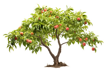 Isolated Nectarine Tree Beauty on a transparent background