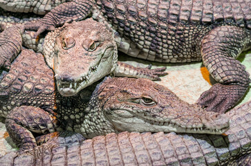 several alligator crocodiles close up