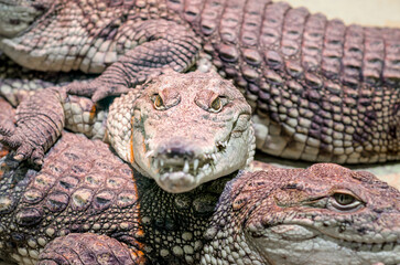 several alligator crocodiles close up