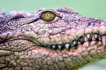 crocodile head isolated close up on a green background