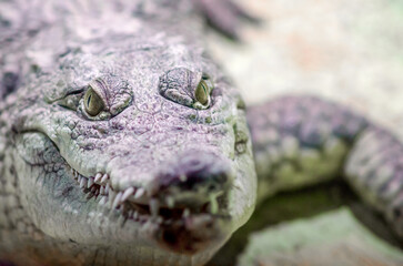 crocodile head isolated close up on a green background