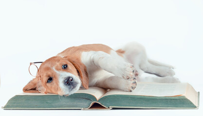 white-red-haired puppy with long ears reads a large paper book