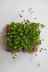 Microgreens 
