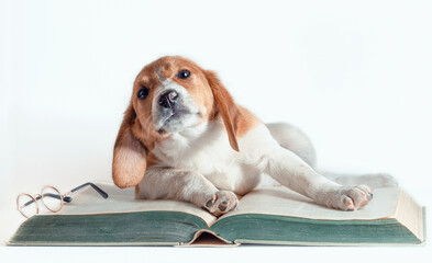 white-red-haired puppy with long ears reads a large paper book