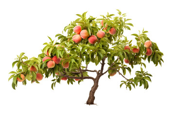 Isolated Peach Tree on a transparent background