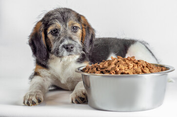 shaggy puppy mongrel with a bowl of dry food