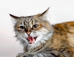 aggressive angry ginger cat with open mouth
