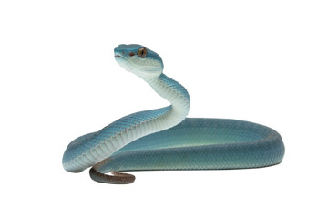 Blue viper snake on white background, Baby viper snake closeup on isolated background, Indonesian...