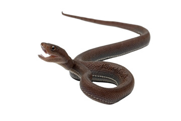 Trimeresurus purpureomaculatus on white background, Trimeresurus purpureomaculatus snake closeup on isolated background