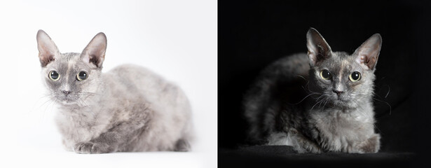 two cats on a black and white background