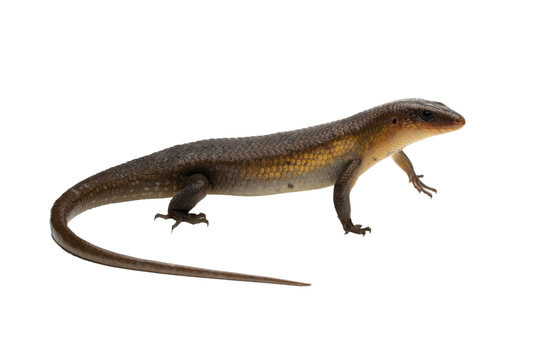 Eutropis multifasciata lizard closeup, Eutropis multifasciata lizard on isolated background