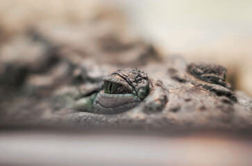 crocodile eye reptile hides and hunts close up