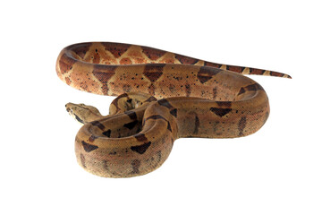 Boa constrictor imperator closeup on isolated background