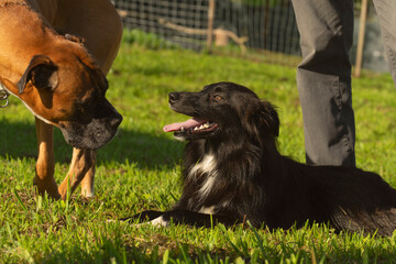 Dog training in a sunny day