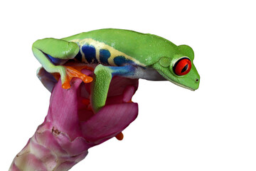 Red-eyed tree frog on white background, red-eyed tree frog (Agalychnis callidryas) closeup on isolated background