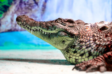 crocodile head with toothy mouth and green eye closeup