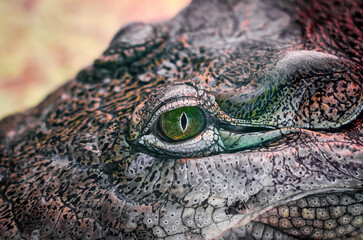 crocodile head isolated close up on a yellow background