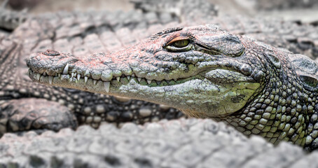 several alligator crocodiles close up