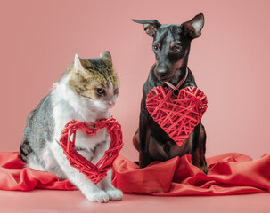 miniature pinscher puppy and cat with valentines day decor close up