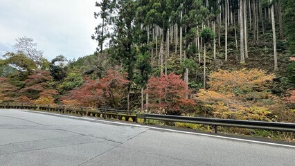 紅葉