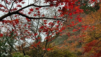 紅葉