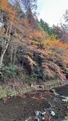 Fototapeta premium 紅葉