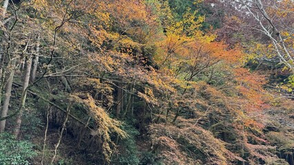 紅葉