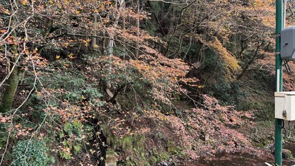 紅葉