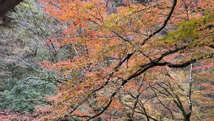 紅葉