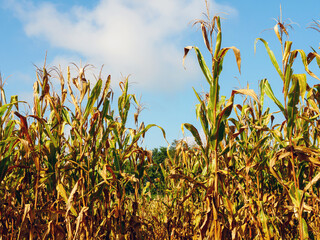 corn field during harvest and blue sky,Dry corn fields ready for harvest