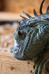 green iguana close-up