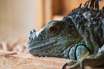 green iguana close-up