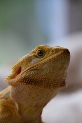 orange bearded dragon 
