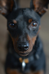 portrait of a dog
