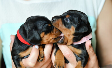 pinscher puppy in a hand