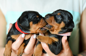 Fototapeta premium cute dog