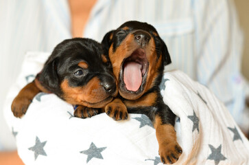 pinscher puppy