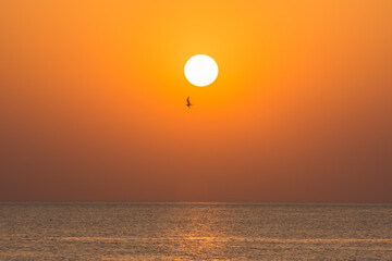 seagull near the bright sun at the sea during sunrise on vacation