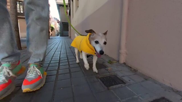 Adorable active dog Jack Russell terrier in yellow pet clothes jacket runs next to owner woman in jeans and bright sneakers at the street. low dog height point of view. video footage pet perspective