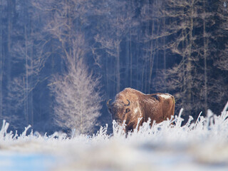 European bison in a winter landscape