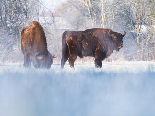 Two european bison in a winter landscape