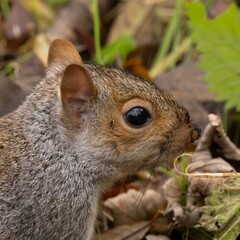 squirrel in the park