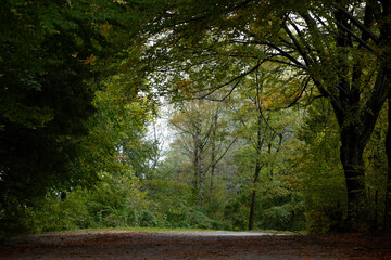Beautiful Landscapes of north italy, woods, forests, routes and mountains